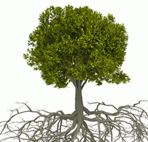 disease root